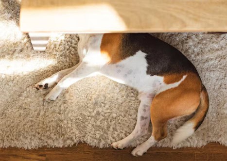 How Often to Clean Carpets with Pets: Expert Tips for a Fresh, Healthy Home 1 How often to clean carpets with pets